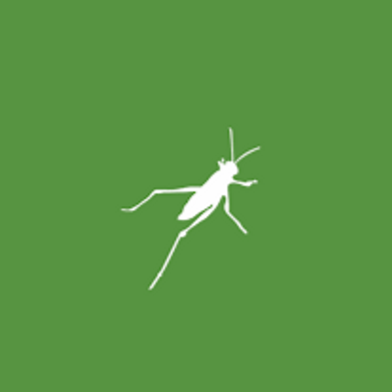 Grasshopper